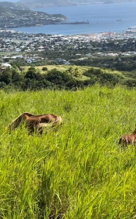 Horses St Kitts